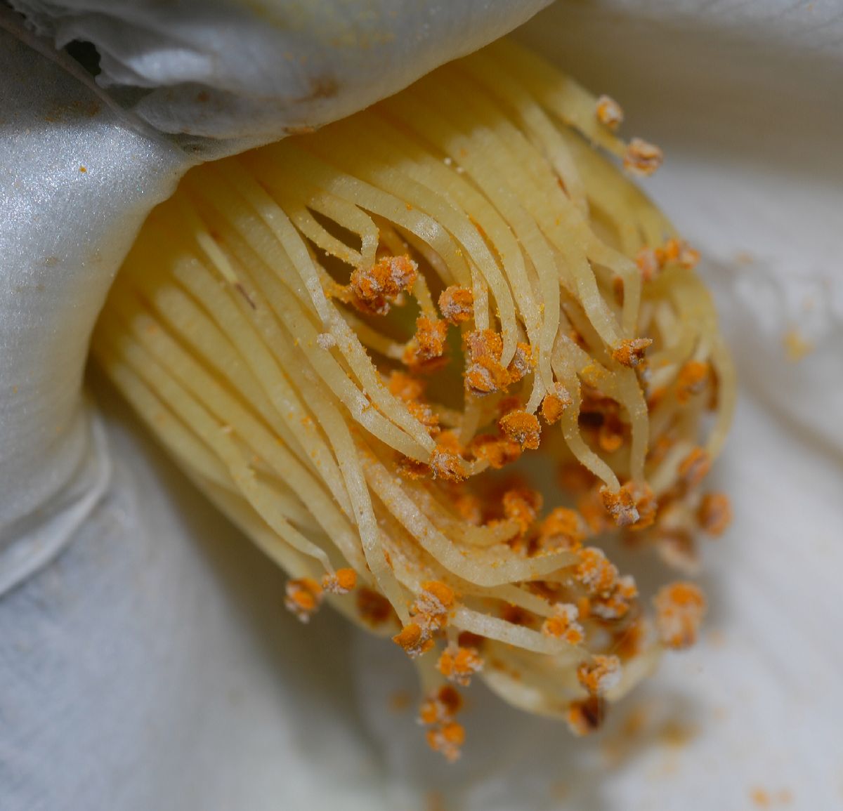 Theaceae Stewartia pseudacamellia