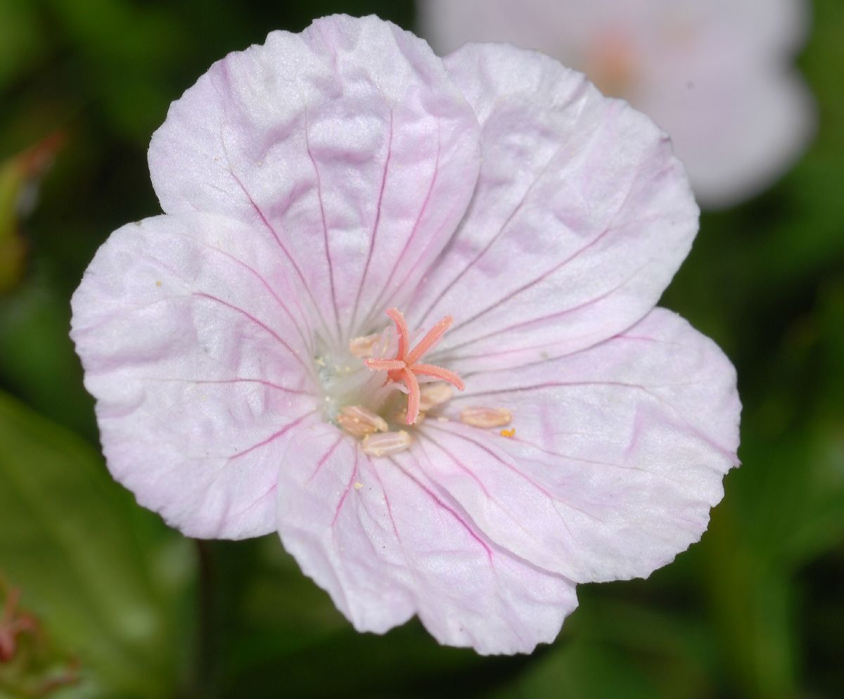 Geraniaceae Geranium sanguineum