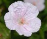 image of Geranium sanguineum