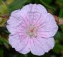 image of Geranium sanguineum