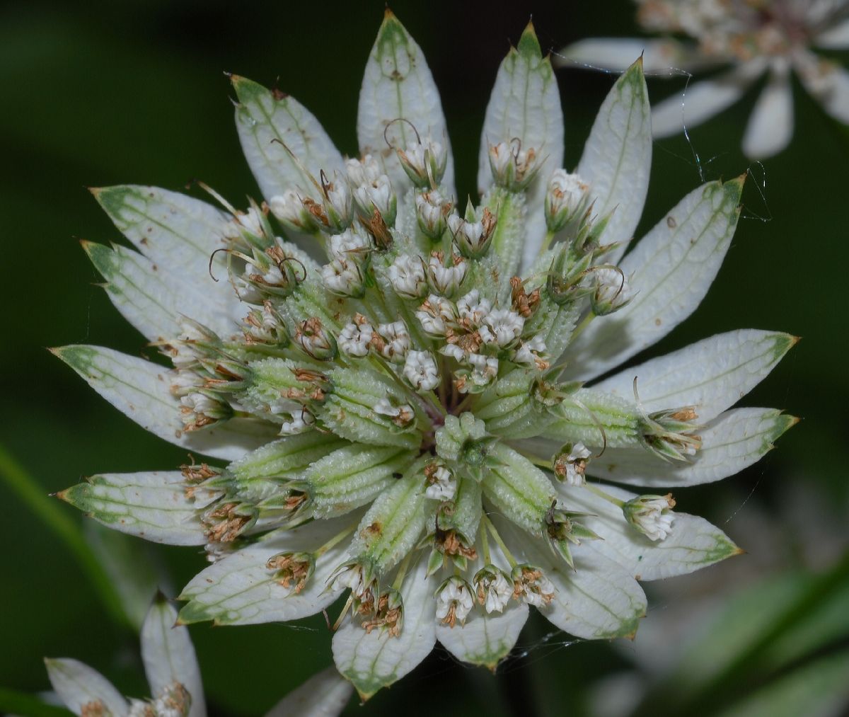 Apiaceae Astrantia major