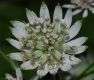 image of Astrantia major