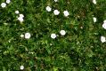 image of Geranium sanguineum