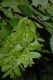 image of Carpinus betulus
