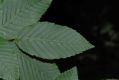 image of Carpinus betulus