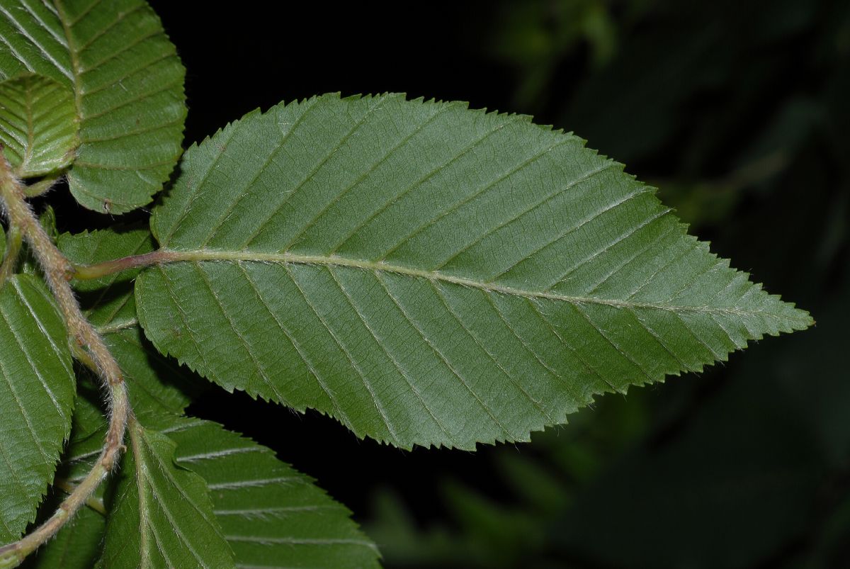 Betulaceae Carpinus betulus