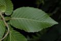 image of Carpinus betulus