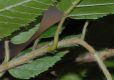 image of Carpinus betulus