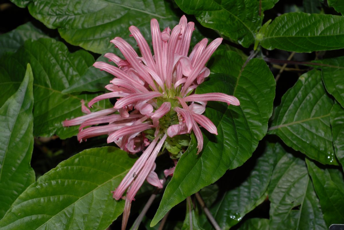 Acanthaceae Justicia carnea