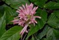image of Justicia carnea