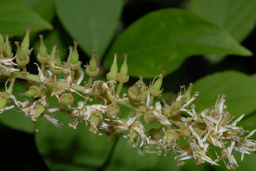 Iteaceae Itea virginica