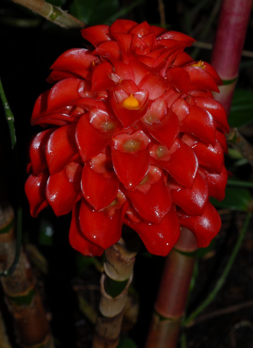 Zingiberaceae Tapeinochilus ananasse
