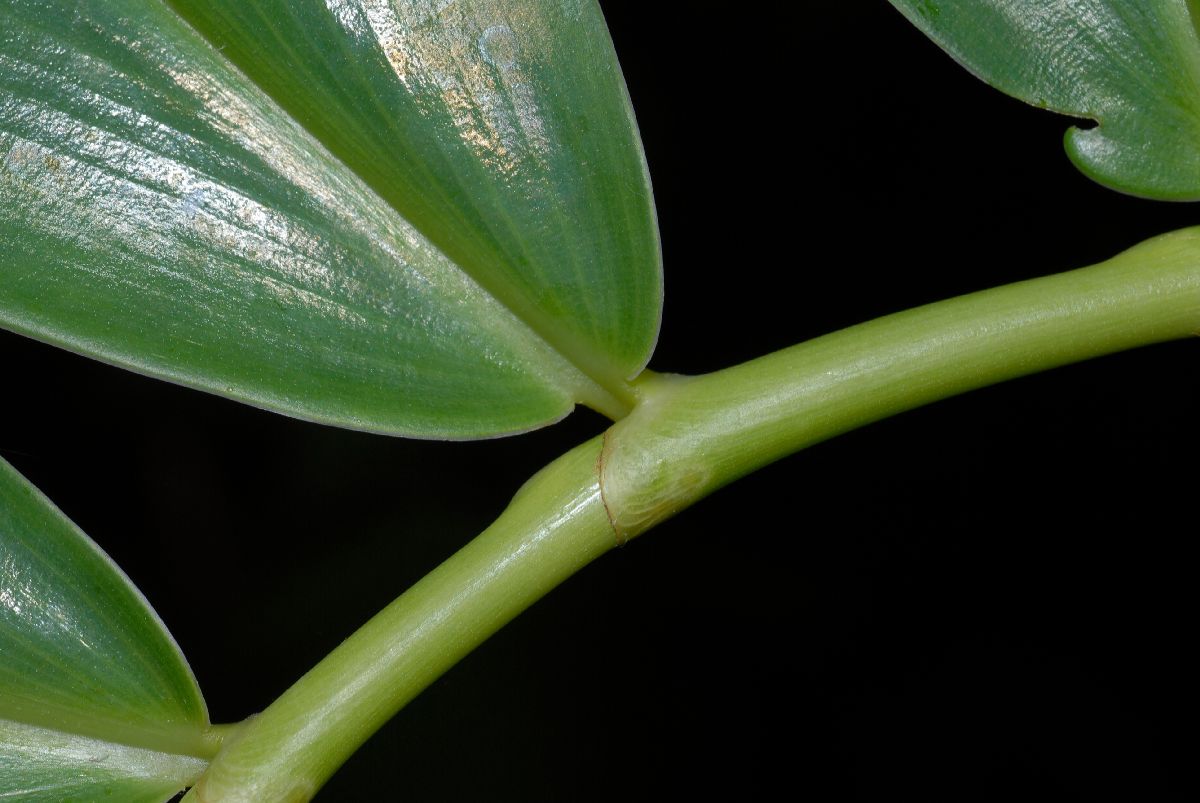 Zingiberaceae Tapeinochilus ananasse