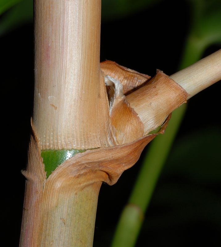 Zingiberaceae Tapeinochilus ananasse