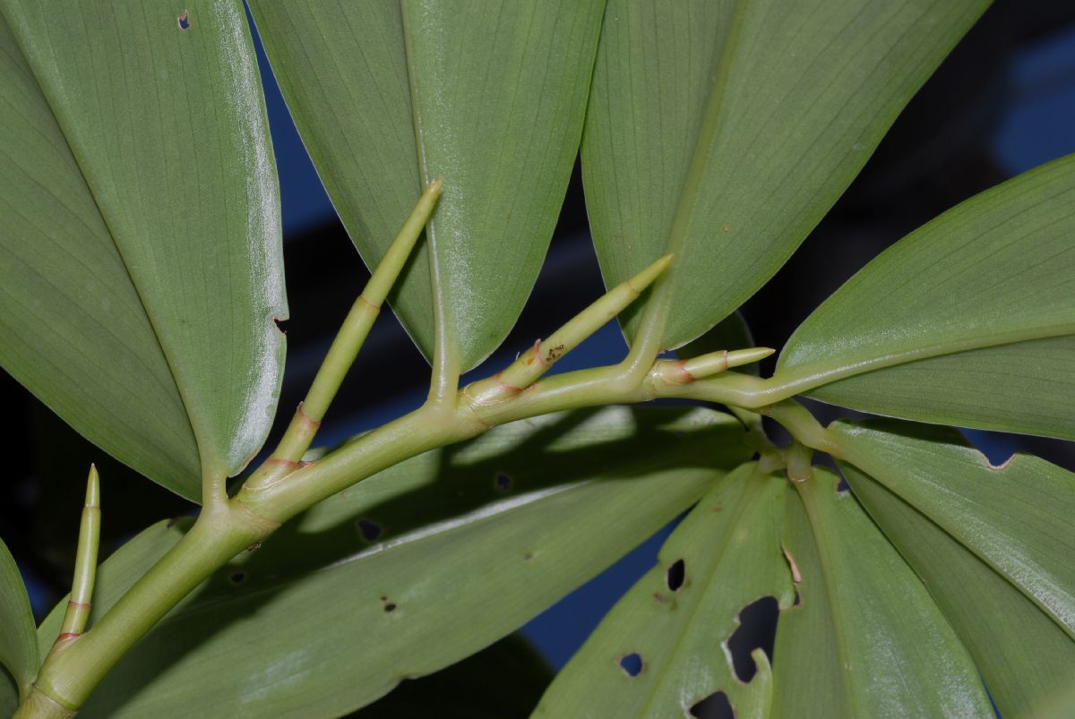 Zingiberaceae Tapeinochilus ananasse