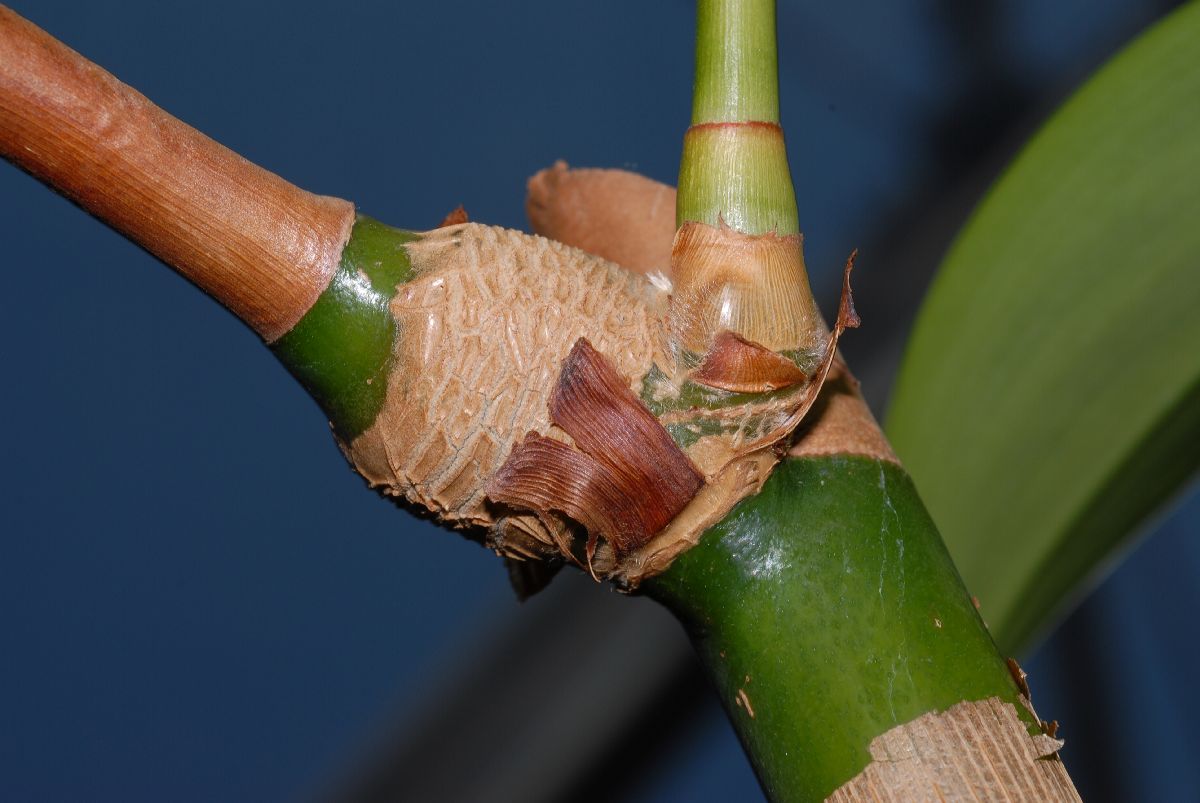 Zingiberaceae Tapeinochilus ananasse