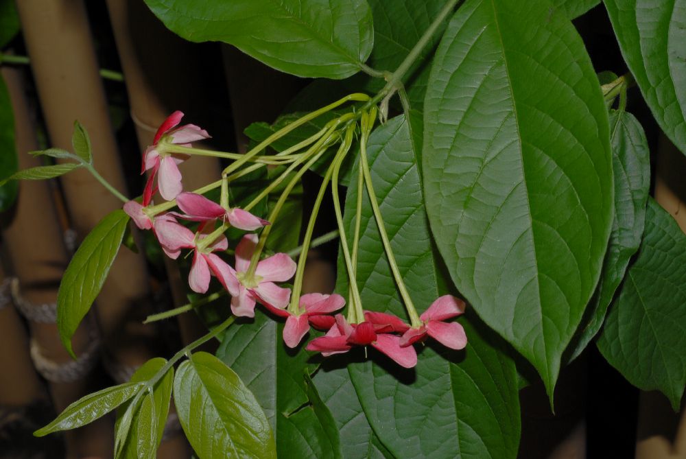Combretaceae Quisqualis indica