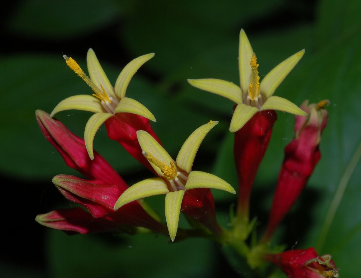 Loganiaceae Spigelia marilandica