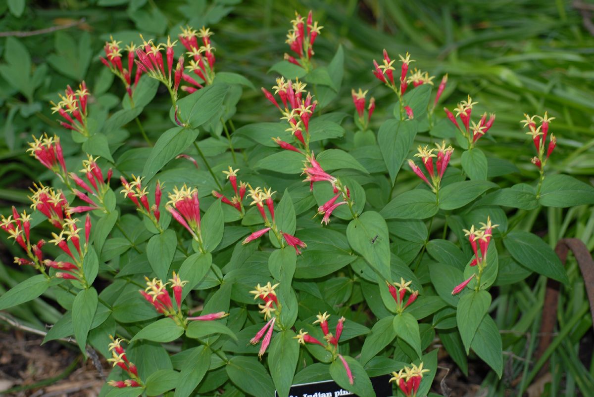 Loganiaceae Spigelia marilandica