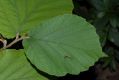 image of Hamamelis mollis