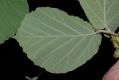 image of Hamamelis mollis