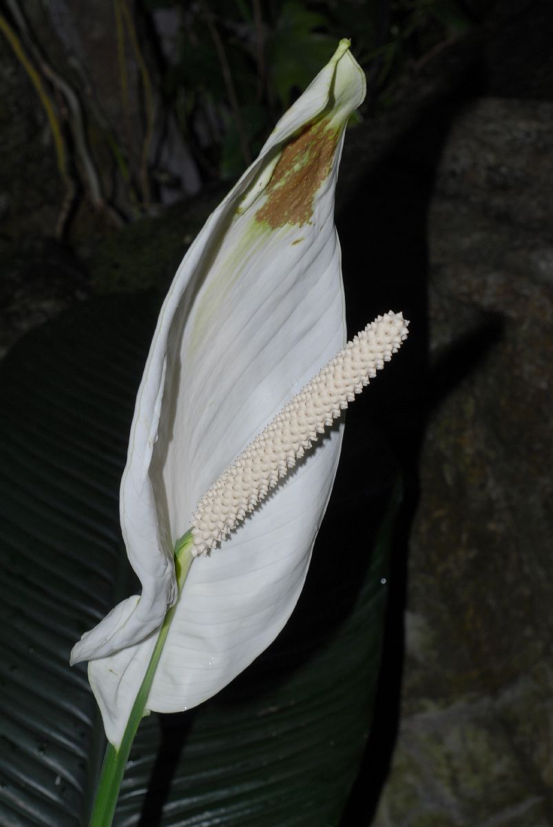 Araceae  