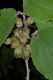 image of Hamamelis mollis