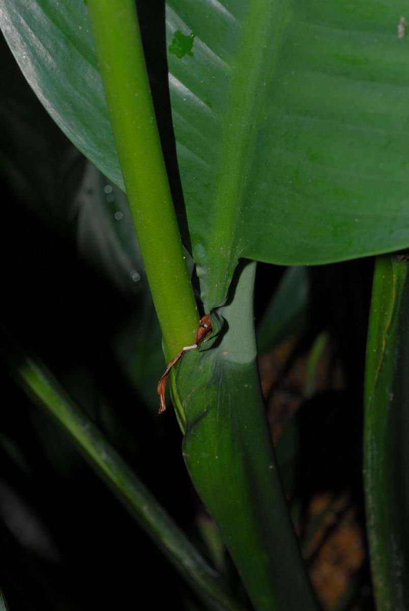 Araceae  