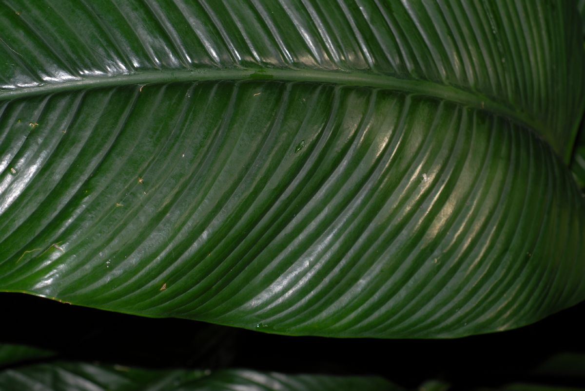 Araceae  