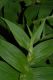 image of Tricyrtis hirta