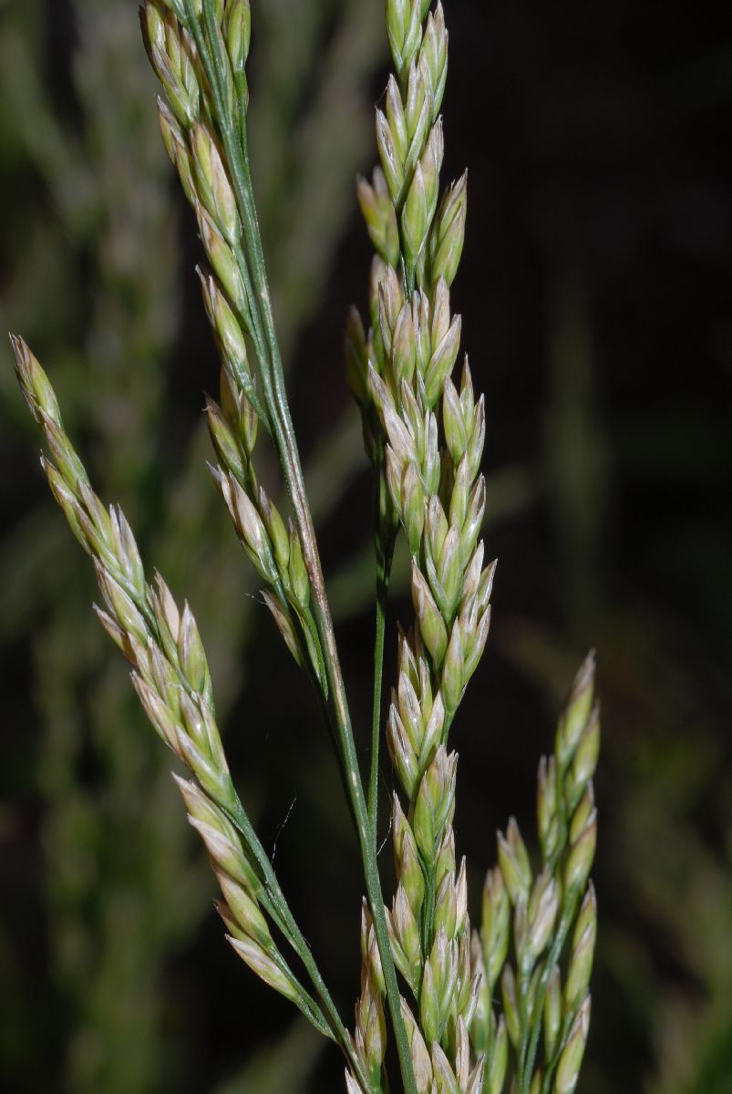 Poaceae Deschampsia cespitosa