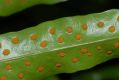 image of Microsorum scolopendrium