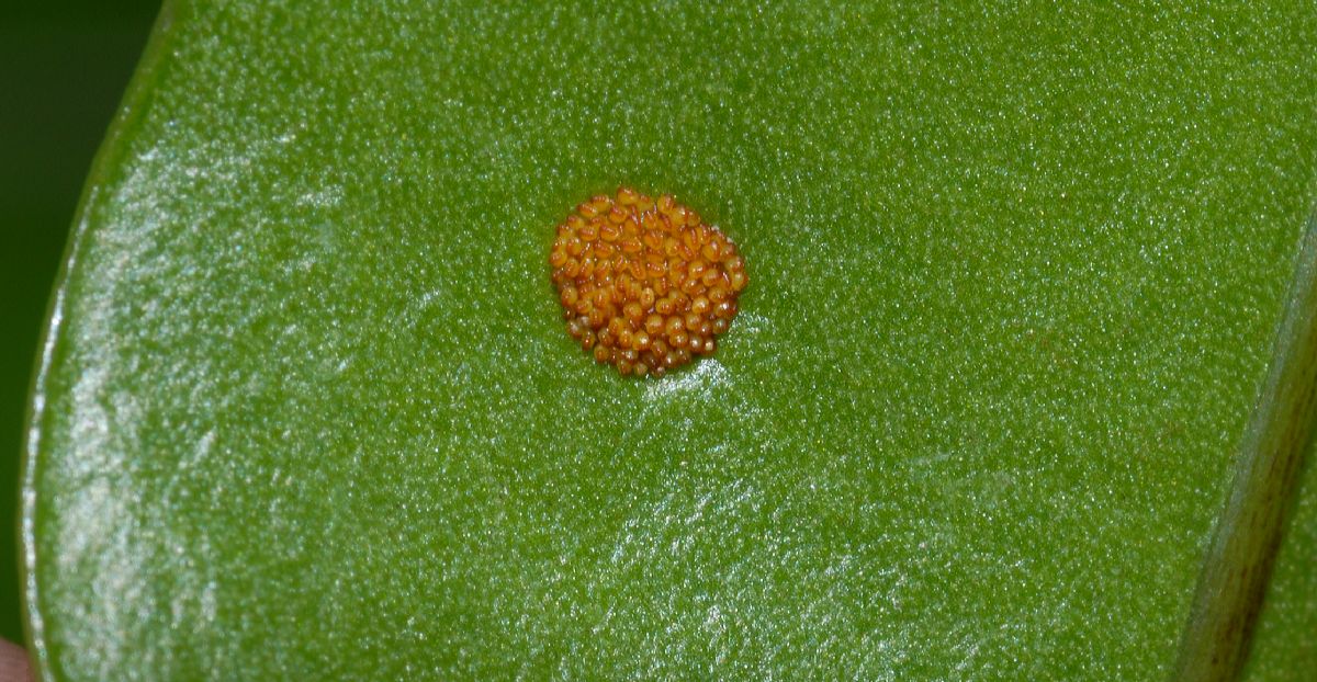 Polypodiaceae Microsorum scolopendrium