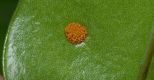 image of Microsorum scolopendrium