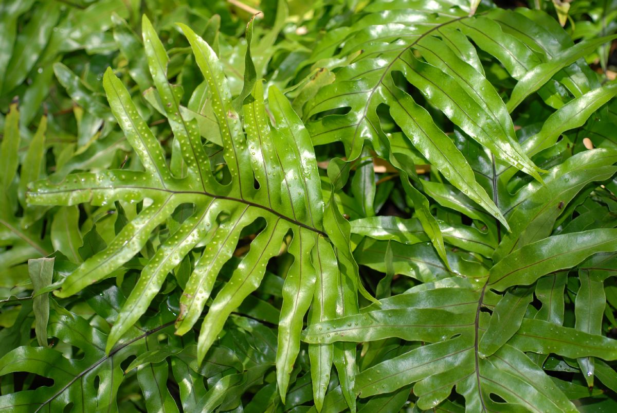 Polypodiaceae Microsorum scolopendrium