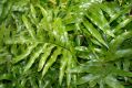 image of Microsorum scolopendrium