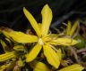 image of Asphodeline lutea