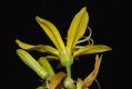 image of Asphodeline lutea