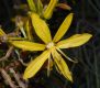 image of Asphodeline lutea