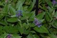 image of Centaurea montana