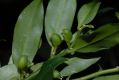image of Sarcococca ruscifolia