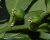 image of Sarcococca ruscifolia