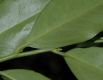 image of Sarcococca ruscifolia