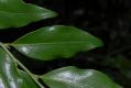 image of Sarcococca ruscifolia