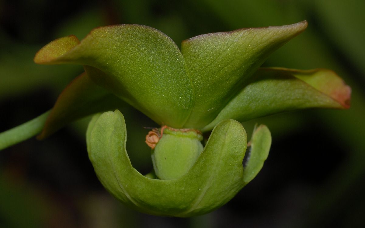 Sarraceniaceae Sarracenia rubra