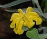 image of Phlomis fruticosa