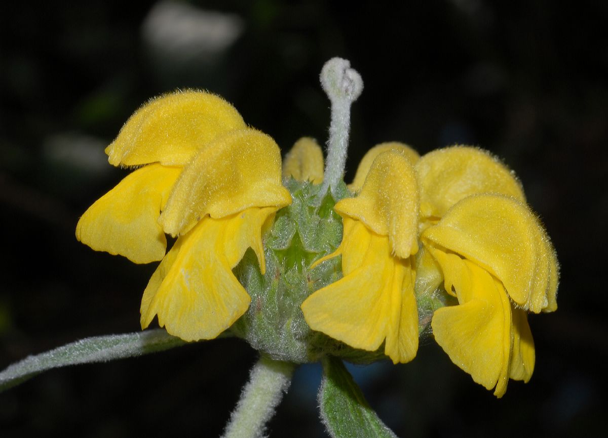 Lamiaceae Phlomis fruticosa
