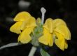 image of Phlomis fruticosa