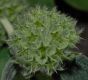 image of Phlomis fruticosa