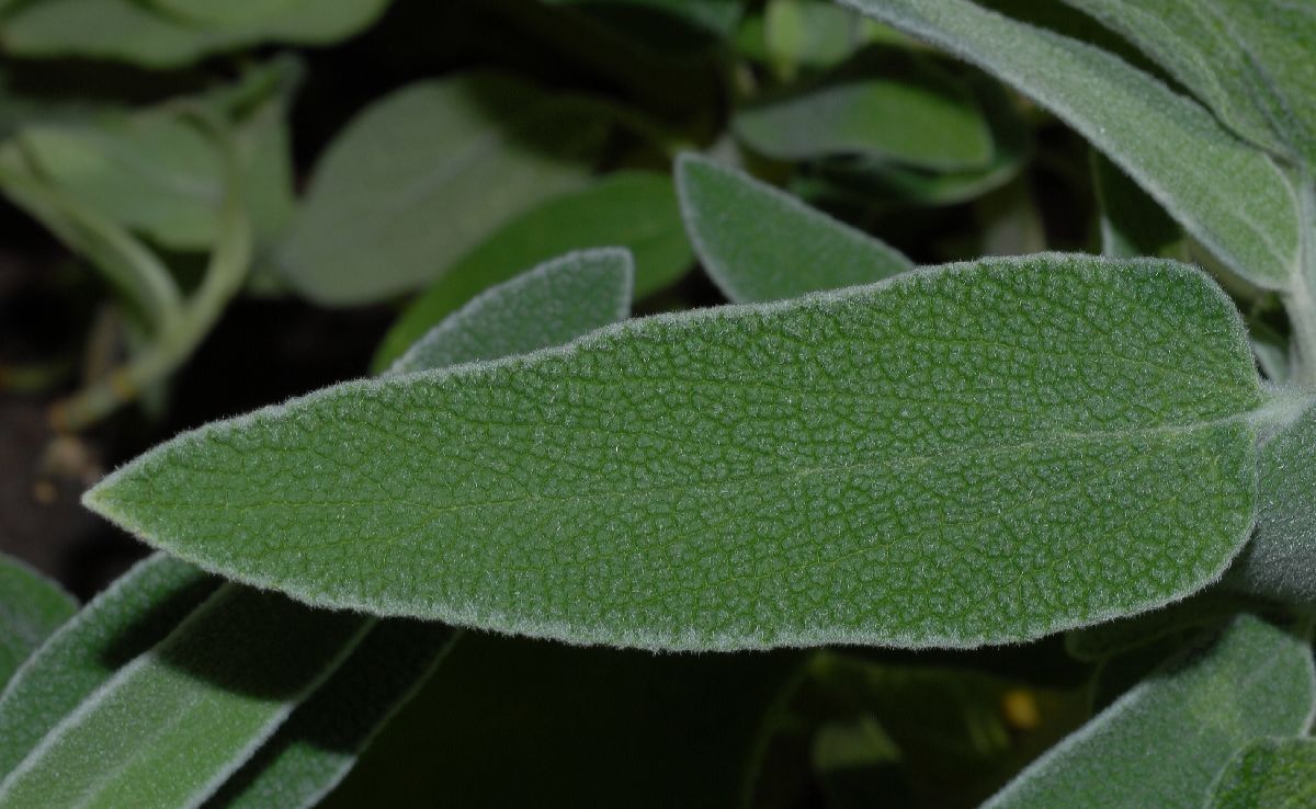 Lamiaceae Phlomis fruticosa